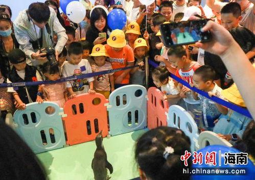 三亚抖音爆料事件视频,视频揭秘背后真相